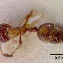 Monomorium springvalense Forel 1913的圖片