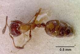 Monomorium springvalense Forel 1913的圖片