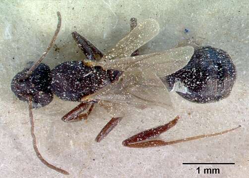 Imagem de Monomorium subopacum (Smith 1858)