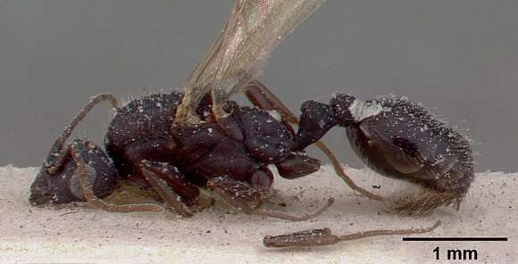 Imagem de Monomorium subopacum (Smith 1858)