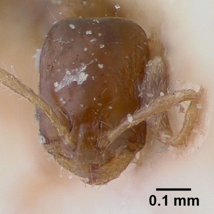 Monomorium rosae Santschi 1920的圖片