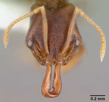 Image of Ant