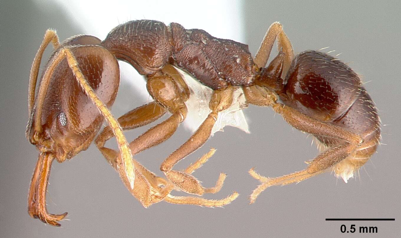 Image of Ant