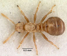 Image of Ant