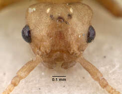 Image of Ant