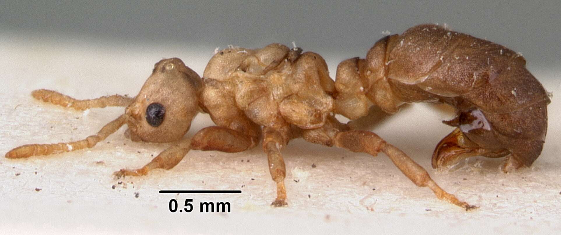 Image of Ant