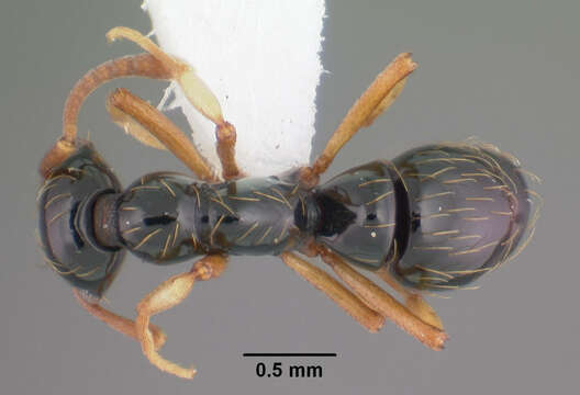 Image of Thaumatomyrmex