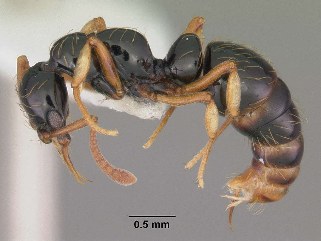 Image of Thaumatomyrmex