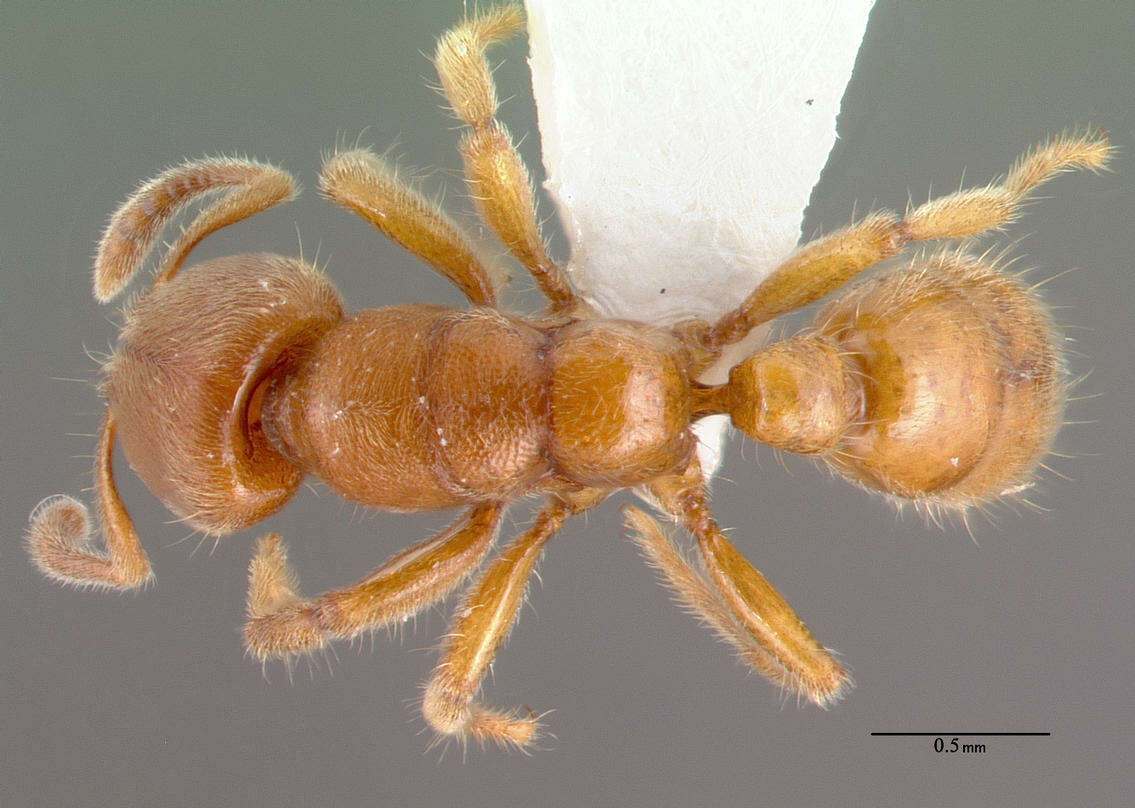 Image of Typhlomyrmex rogenhoferi Mayr 1862