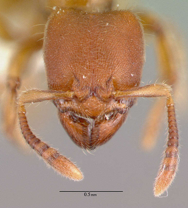 Image of Typhlomyrmex rogenhoferi Mayr 1862