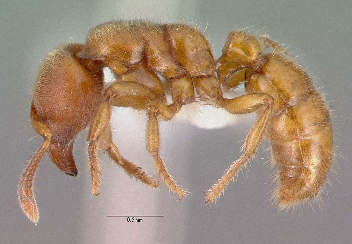 Image of Typhlomyrmex rogenhoferi Mayr 1862