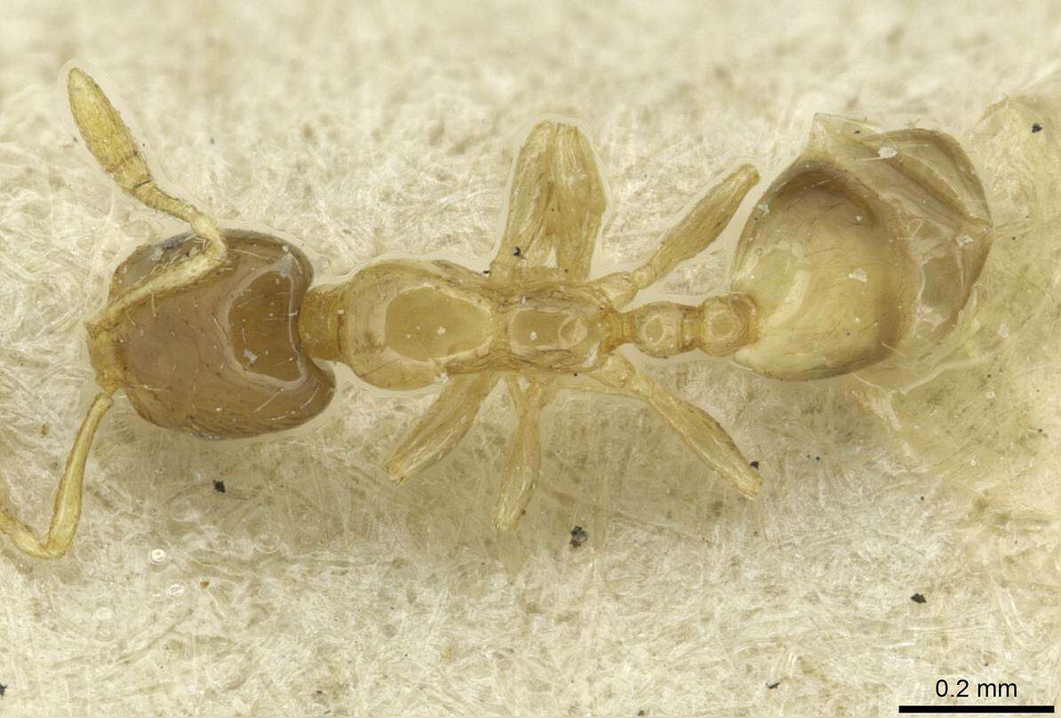 Monomorium exiguum Forel 1894 resmi