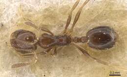 Image of Monomorium sakalavum Santschi 1928