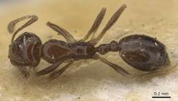 Image of Monomorium sakalavum Santschi 1928