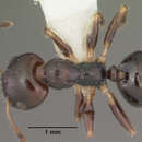 Image of Myrmecorhynchus emeryi Andre 1896
