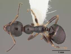 Image de Myrmecorhynchus emeryi Andre 1896