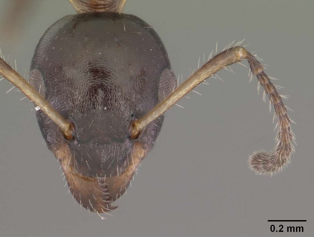 Image de Myrmecorhynchus emeryi Andre 1896