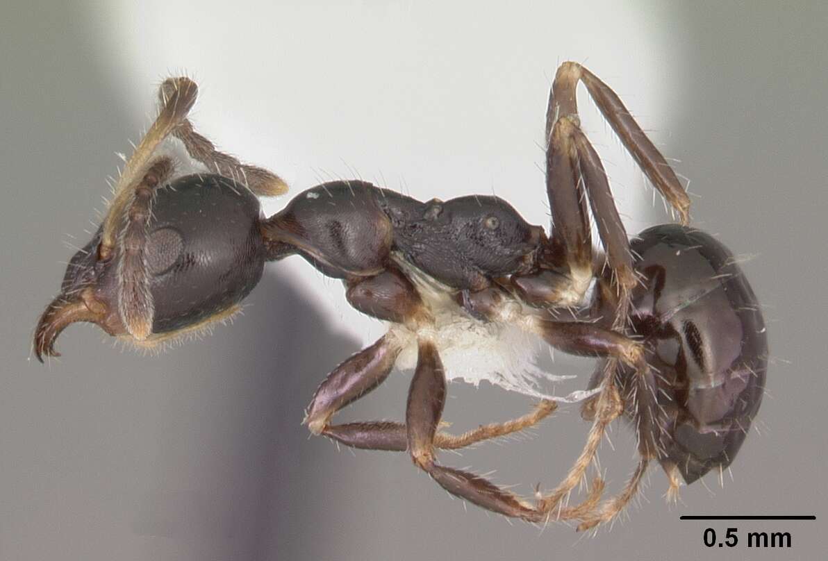 Image de Myrmecorhynchus emeryi Andre 1896