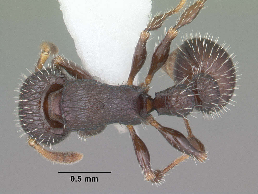 Image de Romblonella scrobifera (Emery 1897)