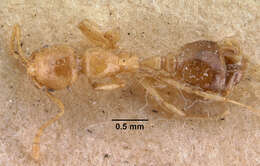 Image of Erromyrma latinodis