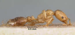 Image of Erromyrma latinodis