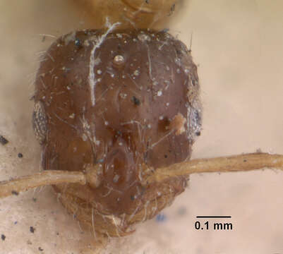 Plancia ëd Monomorium floricola (Jerdon 1851)