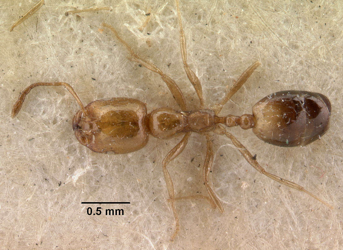 Image of Trichomyrmex destructor