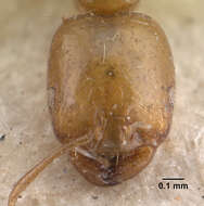 Image of Trichomyrmex destructor