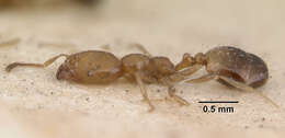 Image of Trichomyrmex destructor