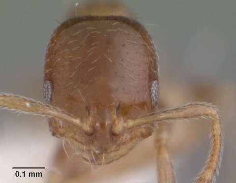 Image of Monomorium taedium Bolton 1987