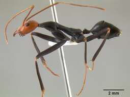 Image of Leptomyrmex