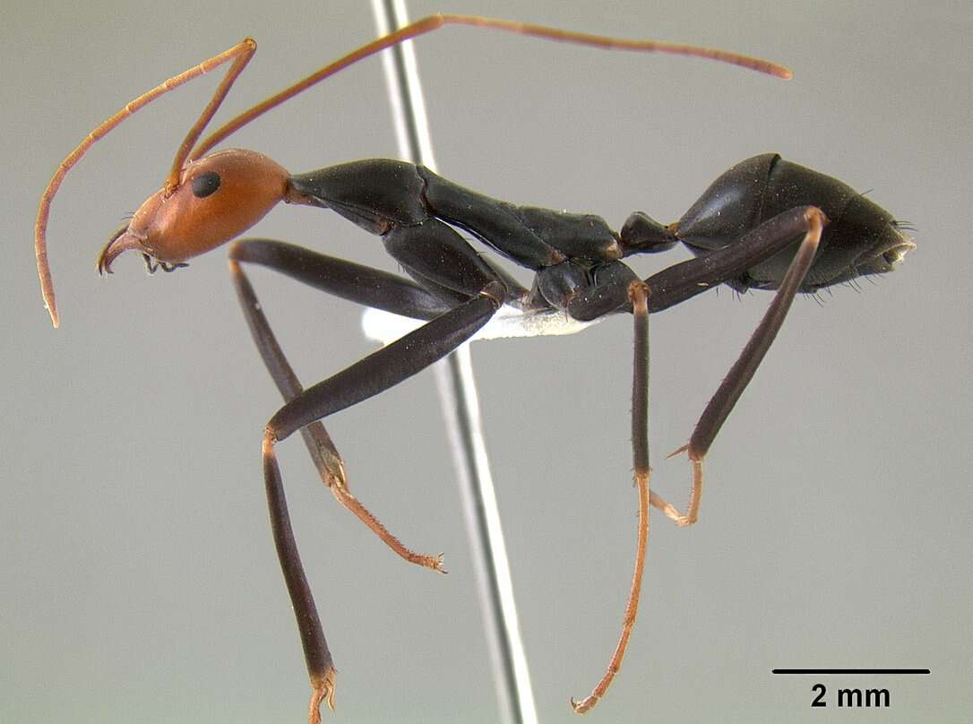 Plancia ëd Leptomyrmex