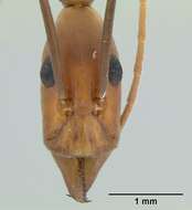 Image of Leptomyrmex varians Emery 1895