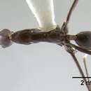 Image of Leptomyrmex niger Emery 1900