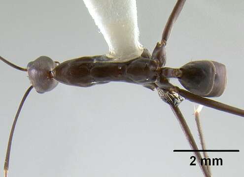 Image of Leptomyrmex niger Emery 1900