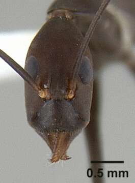 Image of Leptomyrmex niger Emery 1900