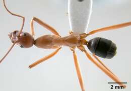 Imagem de Leptomyrmex nigriventris (Guerin-Meneville 1831)