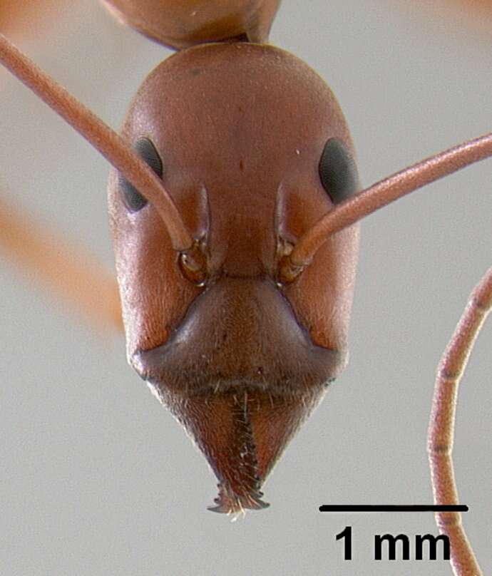 Imagem de Leptomyrmex nigriventris (Guerin-Meneville 1831)