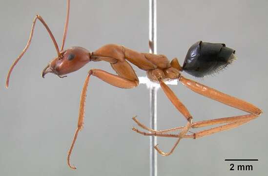 Imagem de Leptomyrmex nigriventris (Guerin-Meneville 1831)