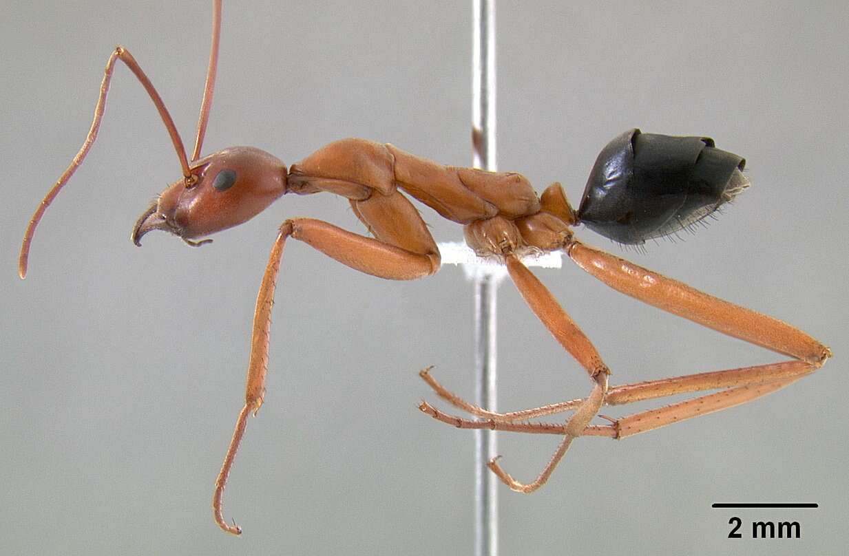 Imagem de Leptomyrmex nigriventris (Guerin-Meneville 1831)