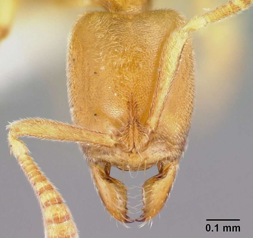 Image of Hypoponera coeca (Santschi 1914)