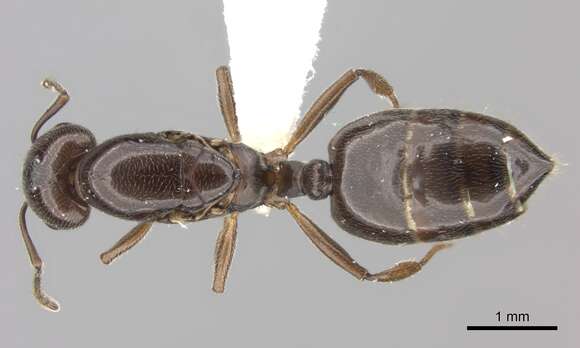 Image of Crematogaster degeeri Forel 1886