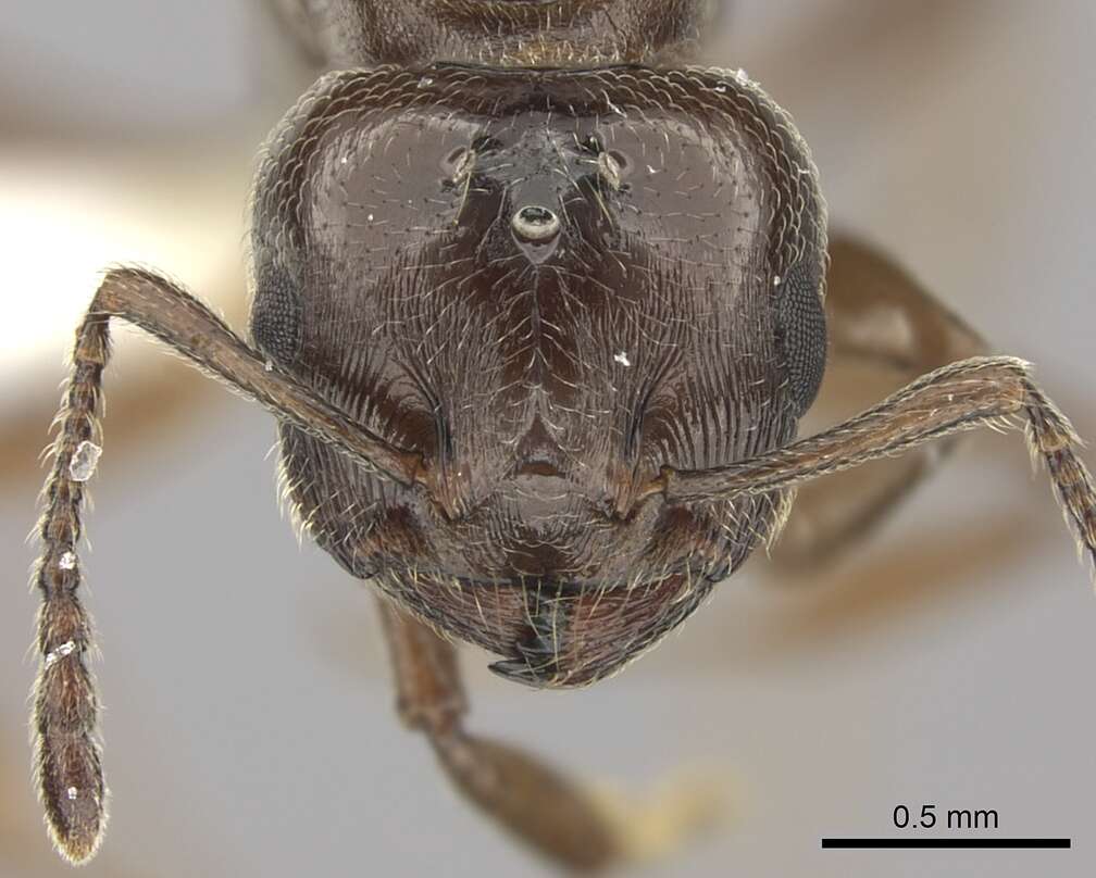 Image of Crematogaster degeeri Forel 1886