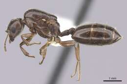 Image of Crematogaster degeeri Forel 1886