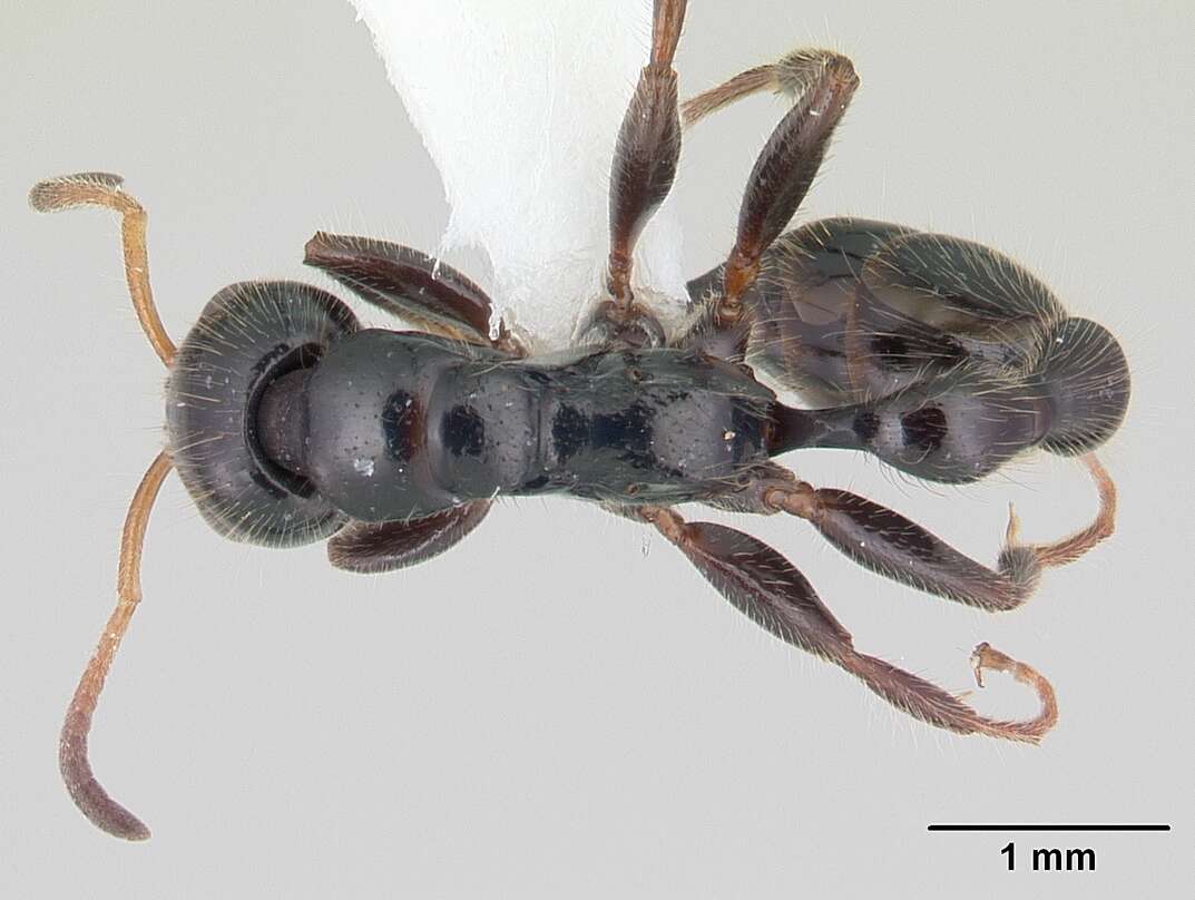 Image of Tetraponera rakotonis (Forel 1891)