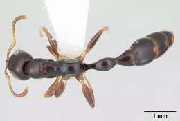 Tetraponera mandibularis (Emery 1895) resmi