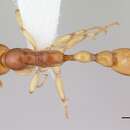 Image of Tetraponera fictrix (Forel 1897)