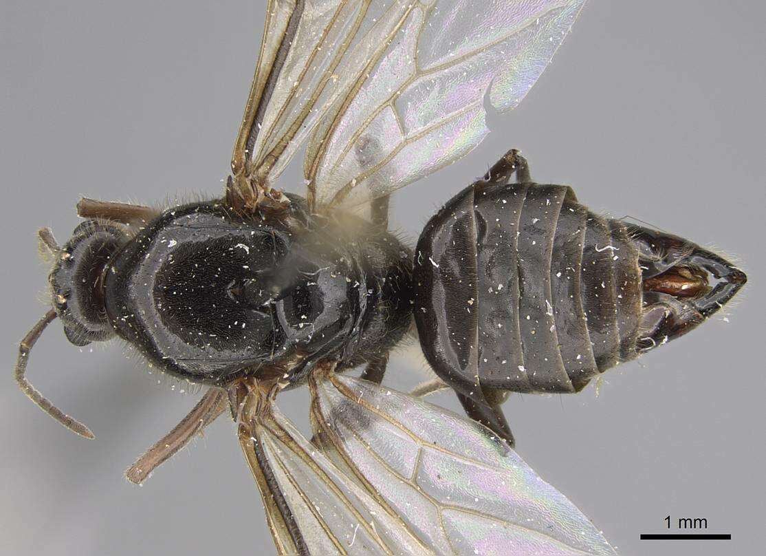 Image of Liometopum luctuosum Wheeler 1905