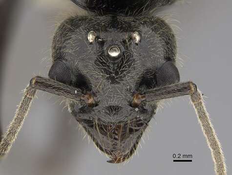 Image of Velvety Tree Ants