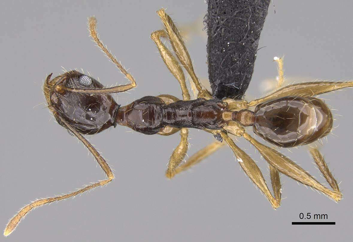 Image of Pheidole bessonii Forel 1891